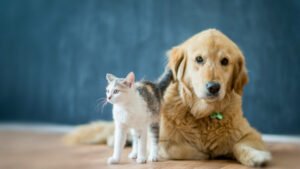 Benefícios de Ter um Pet em Casa: Conheça os Impactos Positivos na Sua Vida